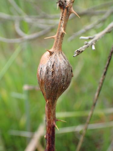 Réf. 324 742 : Lasioptera rubi